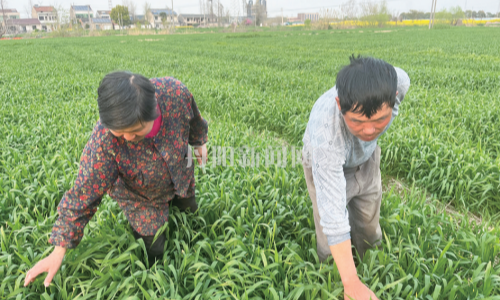 热潮之下需清醒 糯稻扩种别盲目