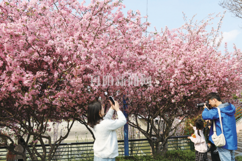 海棠花开 春意盎然