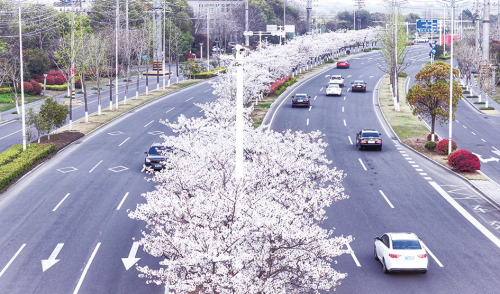 繁花缀枝北二环“樱花大道”美出圈