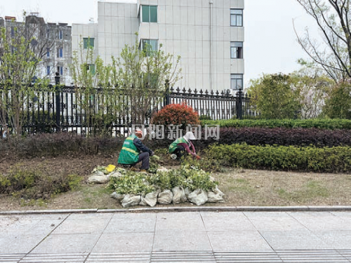 春日补绿焕新颜 市民出行享绿意