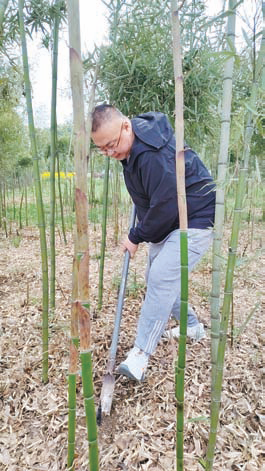 春日竹林寻鲜味 市民体验挖笋乐