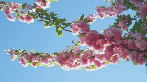 c265f84627abcf3e2c469d92fb32a668