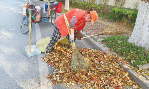 香樟树集中换“新装”环卫日均清运落叶7吨