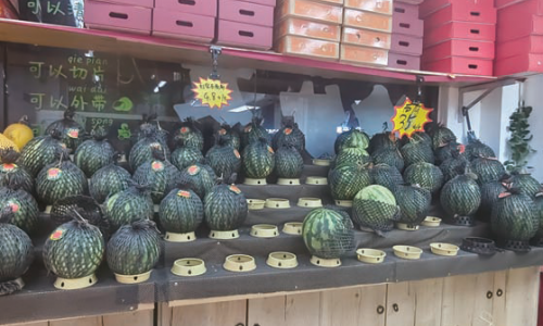半个西瓜14元 早春西瓜“亲民”走俏市场