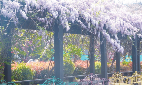 紫藤盛放 扮靓城市春光