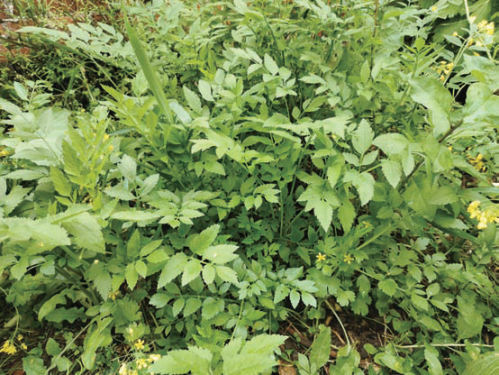 12f0965c71b14caf4fb658c66bb72102