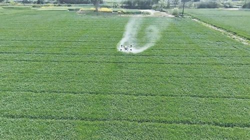 抢抓农时 精准防控小麦穗期病虫害