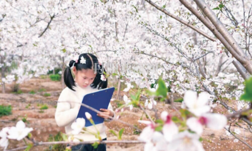 建山幼儿园举办“不负春光，不负童年”樱花主题活动