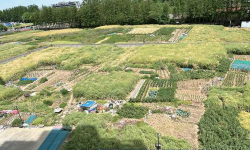 小区旁闲置土地被开垦种菜 居民盼其尽快得到开发利用