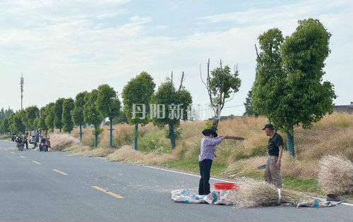 “小满”前后，油菜丰收