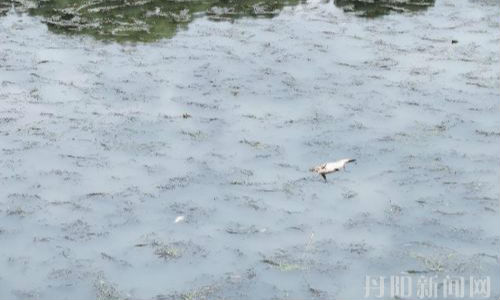河道现死鱼 腥臭味严重亟待清理