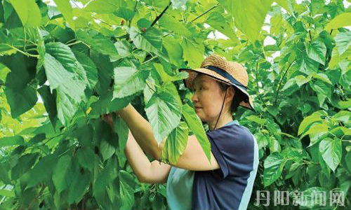 桑果飘香季 采摘正当时
