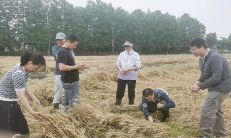 我市启动农险理赔守稳粮农收益