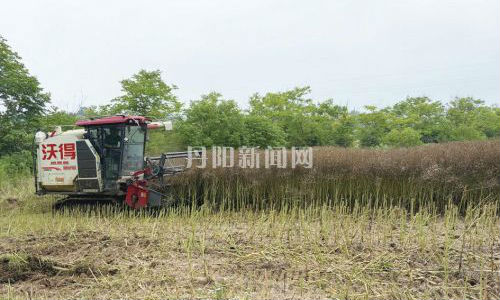 机械助力抢收 油菜高效收割