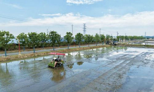 我市计划播种水稻面积45.54万亩