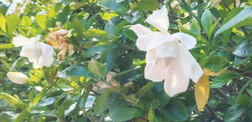 芬芳满庭！小区栀子花开引市民打卡