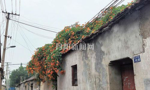 谷口街凌霄花盛放 斑驳老墙披上橙红花瀑