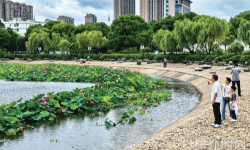 雨后荷花别样红 楚楚动人引客来