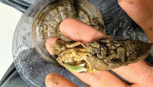 夏夜林间寻蝉拾趣正当时 园林部门提醒莫忘文明安全