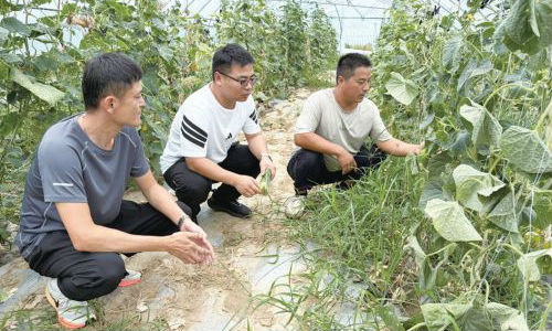 台风过后农技下乡 指导农户抢抓农时恢复生产