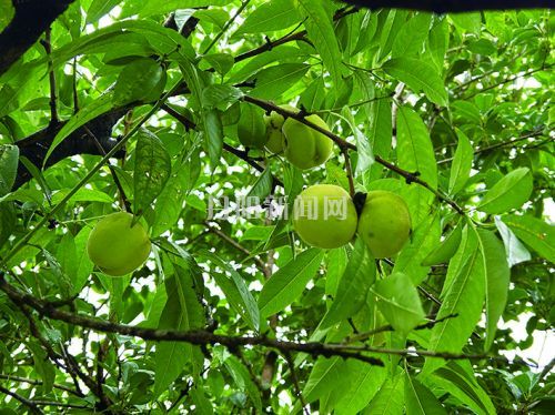 路边石榴挂满枝头 “颜值”虽高切勿采食