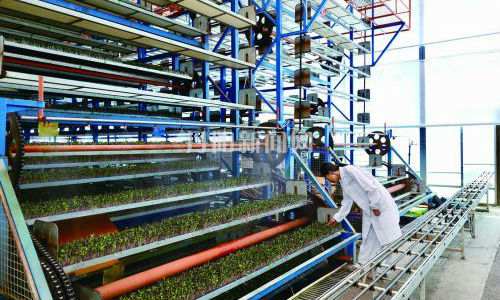 圣丽园智慧垂直蔬菜工厂的“生长密码”