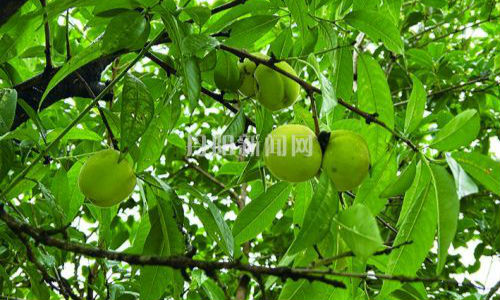路边石榴挂满枝头 “颜值”虽高切勿采食
