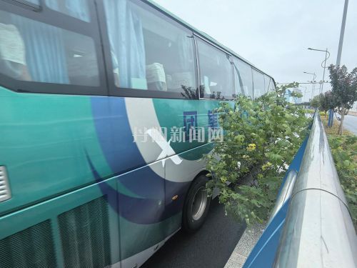 【八姑娘帮你忙】桥面长出野生杂树侵占机动车道