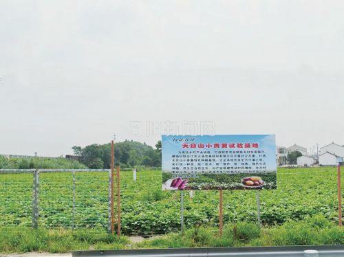 横塘村特色种养绘就乡村全面振兴新图景