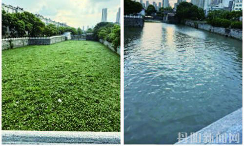 水葫芦“侵占”运河航道 快速清捞还河道洁净