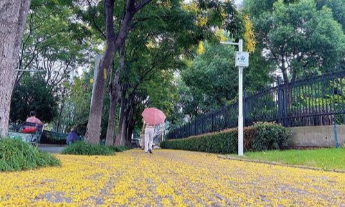 栾花满城添秋色 落花黏车惹人愁