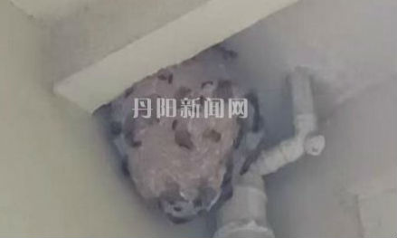 巨型马蜂窝盘踞小区单元大厅 多方联手处置守护居民出行安全