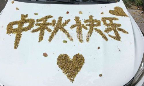 栾花落字寄祝福 暖心创意现街头
