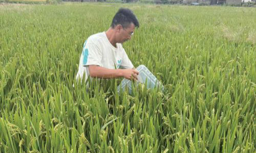 忙查虫、排积水,全力守护秋粮丰收