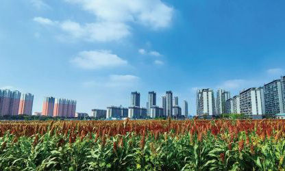 丹阳高粱熟了 不一样的丰收图景
