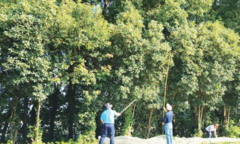 路边桂花遭私自敲打采摘